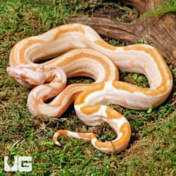 Female Super Sunglow 66% Het RDR BEA 66% Het Anery Boa For Sale - Underground Reptiles