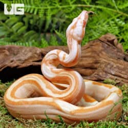 Female Super Sunglow 66% Het RDR BEA 66% Het Anery Boa For Sale - Underground Reptiles