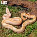 Female Super Sunglow 66% Het RDR BEA 66% Het Anery Boa For Sale - Underground Reptiles