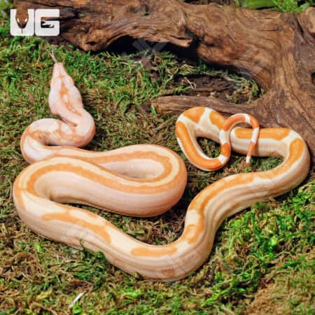 Female Super Sunglow 66% Het RDR BEA 66% Het Anery Boa For Sale - Underground Reptiles
