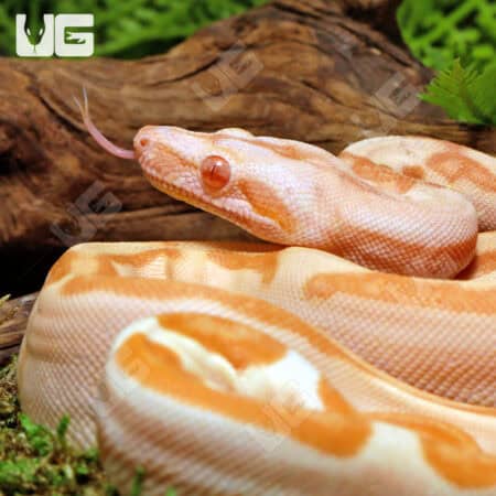 Female Super Sunglow 66% Het RDR BEA 66% Het Anery Boa For Sale - Underground Reptiles