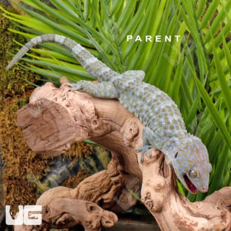 Baby Tokay Gecko on branch in terrarium.