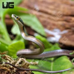 Parrot Snakes (Leptophis ahaetulla) For Sale - Underground Reptiles