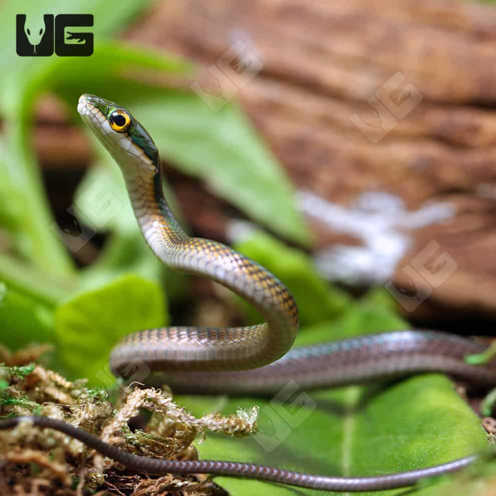 Parrot Snakes (Leptophis ahaetulla) For Sale - Underground Reptiles