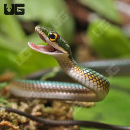 Parrot Snakes (Leptophis ahaetulla) For Sale - Underground Reptiles