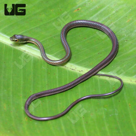 Parrot Snakes (Leptophis ahaetulla) For Sale - Underground Reptiles