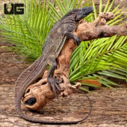 Indonesian Giant Sailfin Dragons For Sale - Underground Reptiles