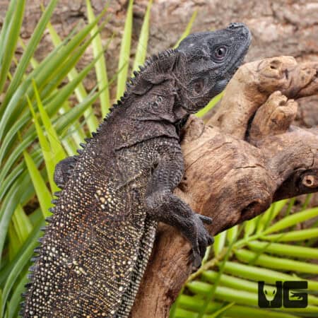 Indonesian Giant Sailfin Dragons For Sale - Underground Reptiles
