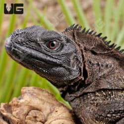 Indonesian Giant Sailfin Dragons For Sale - Underground Reptiles