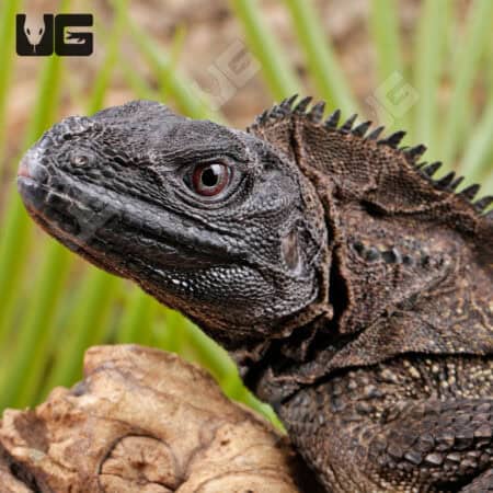 Indonesian Giant Sailfin Dragons For Sale - Underground Reptiles