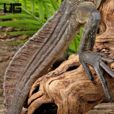 Indonesian Giant Sailfin Dragons For Sale - Underground Reptiles