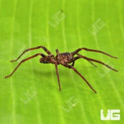 Ten Spot Wandering Spiders for sale - Underground Reptiles