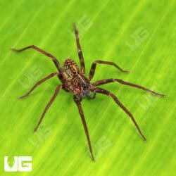 Ten Spot Wandering Spiders for sale - Underground Reptiles