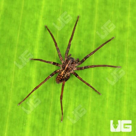 Ten Spot Wandering Spiders for sale - Underground Reptiles