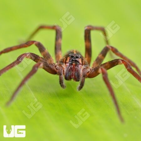 Ten Spot Wandering Spiders for sale - Underground Reptiles