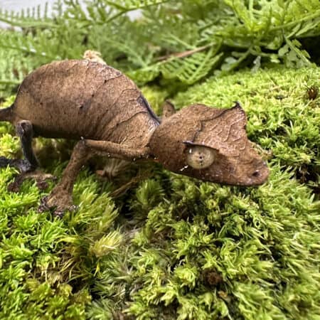 Satanic Leaftail Gecko For Sale - Underground Reptiles