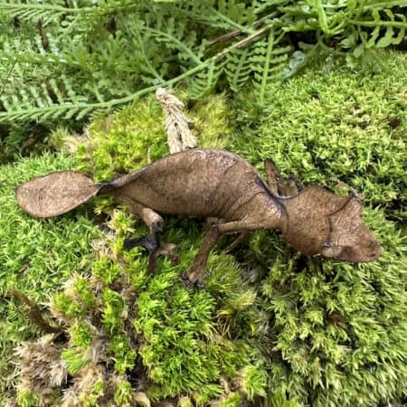 Satanic Leaftail Gecko For Sale - Underground Reptiles