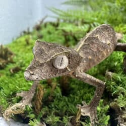 Satanic Leaftail Gecko For Sale - Underground Reptiles