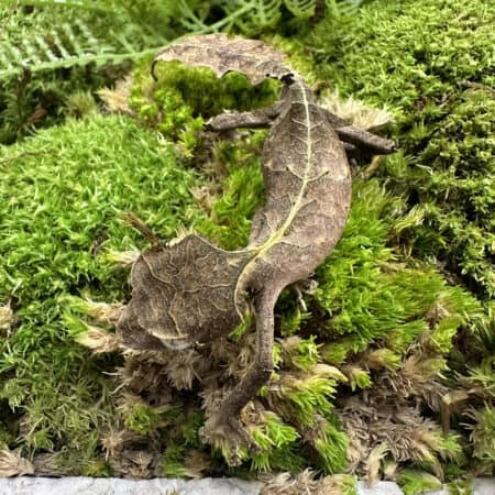 Satanic Leaftail Gecko For Sale - Underground Reptiles
