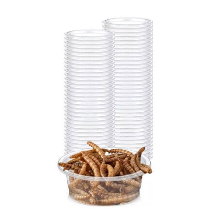 Disposable plastic cups and mealworms for reptile feeding.
