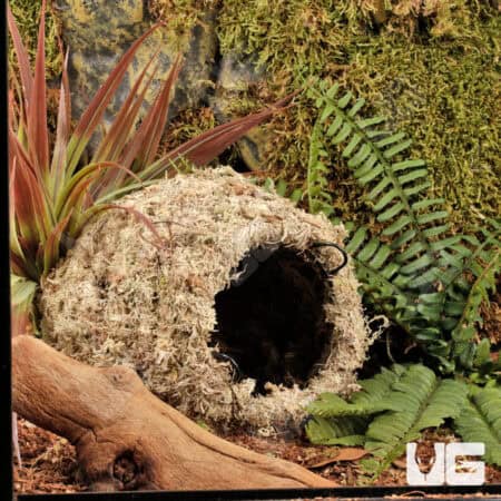 Reptile hideout made from natural materials, perfect for small reptiles and amphibians. Ideal for cr.