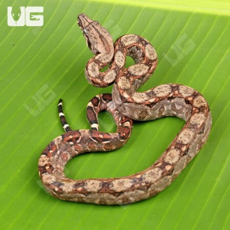Baby Central American Boa For Sale - Underground Reptiles