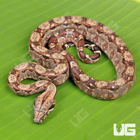 Baby Central American Boa For Sale - Underground Reptiles