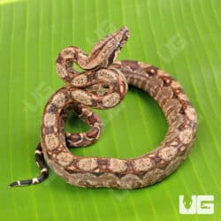 Baby Central American Boa For Sale - Underground Reptiles