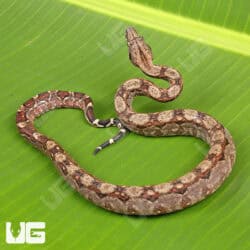 Baby Central American Boa For Sale - Underground Reptiles