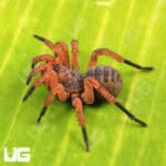 Bi-color Armored Trapdoor Spider For Sale - Underground Reptiles