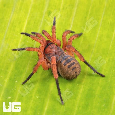 Bi-color Armored Trapdoor Spider For Sale - Underground Reptiles