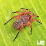 Bi-color Armored Trapdoor Spider For Sale - Underground Reptiles