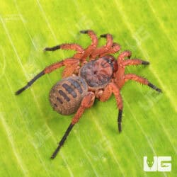 Bi-color Armored Trapdoor Spider For Sale - Underground Reptiles