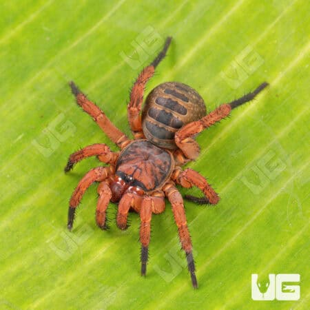 Bi-color Armored Trapdoor Spider For Sale - Underground Reptiles
