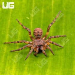 Northern Armored Trapdoor Spiders For Sale - Underground Reptiles