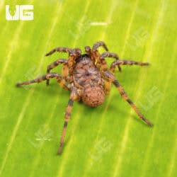 Northern Armored Trapdoor Spiders For Sale - Underground Reptiles