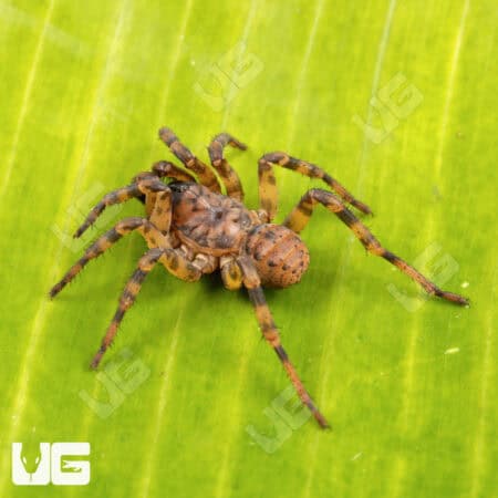 Northern Armored Trapdoor Spiders For Sale - Underground Reptiles