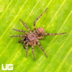 Northern Armored Trapdoor Spiders For Sale - Underground Reptiles