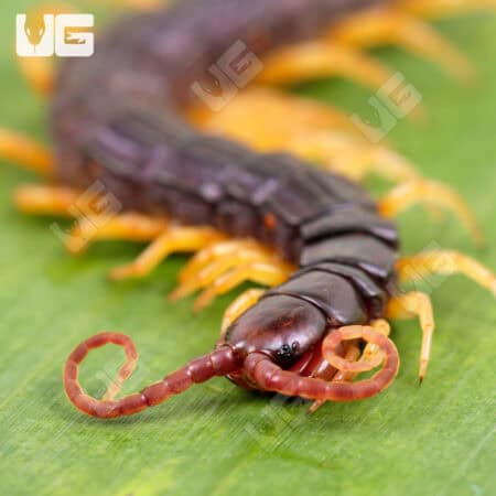 West African Feathertail Centipedes For Sale - Underground Reptiles