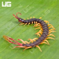 West African Feathertail Centipedes For Sale - Underground Reptiles