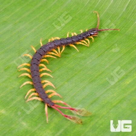 West African Feathertail Centipedes For Sale - Underground Reptiles