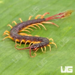 West African Feathertail Centipedes For Sale - Underground Reptiles