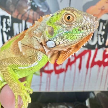 Close-up of a hatchling camo green iguana with vibrant scales and detailed features.