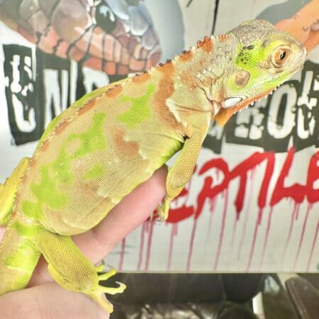 Camo green iguana hatchling with vibrant colors and detailed scales.