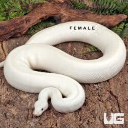 Blue Eye Leucistic Ball Python For Sale - Underground Reptiles