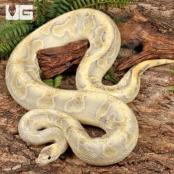 Enchi Mimosa Ball Python For Sale - Underground Reptiles