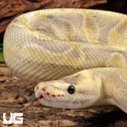 Enchi Mimosa Ball Python For Sale - Underground Reptiles