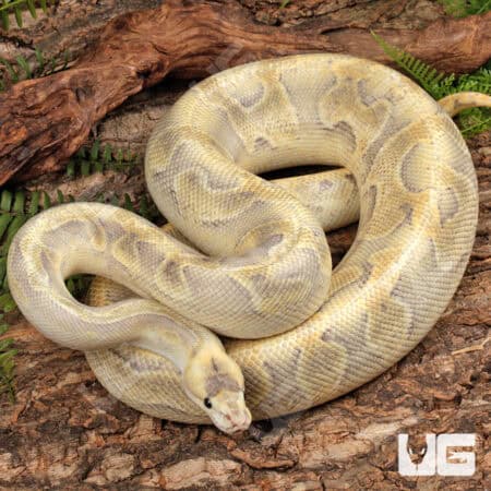 Enchi Mimosa Ball Python For Sale - Underground Reptiles