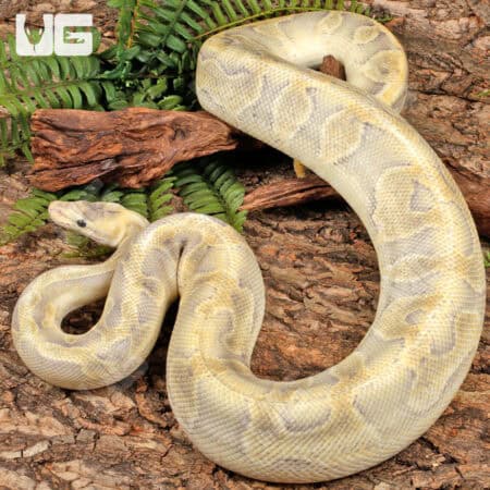 Enchi Mimosa Ball Python For Sale - Underground Reptiles