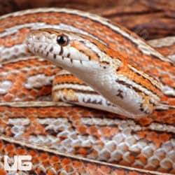 Adult Tessera Het Amel Cornsnake For Sale - Underground Reptiles